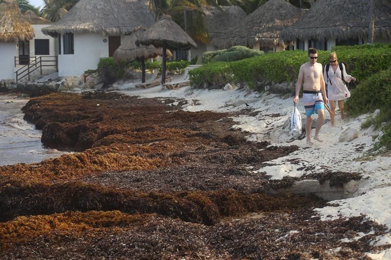 playa-de-tulum-entre-mas-afectadas-por-llegada-de-sargazo-al-caribe-mexicano