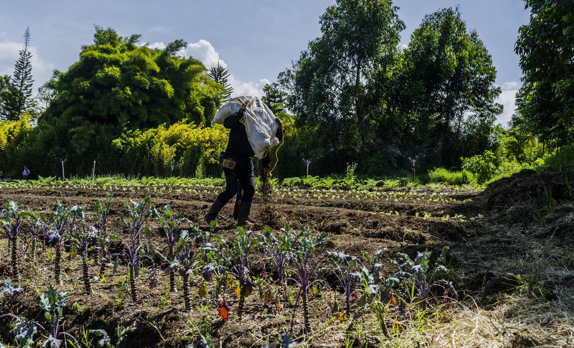Un trabajador de una granja en Llanogrande (Colombia), donde cultivan legumbres y hortalizas para abastecer la cocina de Olivia 