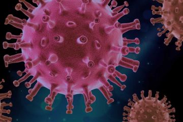 Hantavirus: el virus transmitido por roedores que mantiene en alerta a especialistas de salud