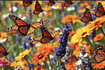 Mariposas monarca: El mágico viaje de la migración en México